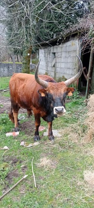 Bói de raça cachena