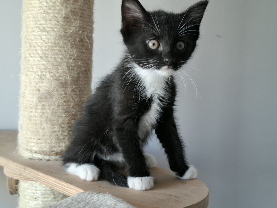 MaoMao i Poppy - kocie maluszki szukają domu w Poznaniu