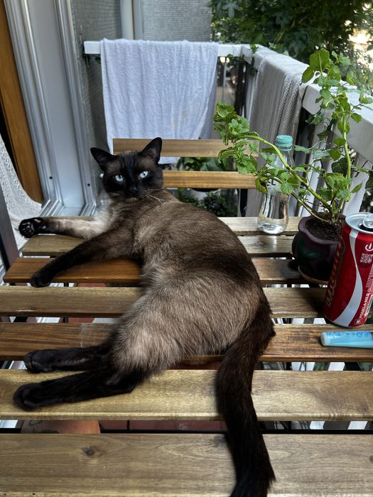 Two Cats for Adoption