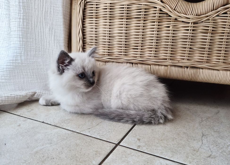 Ragdoll kocurek.     .