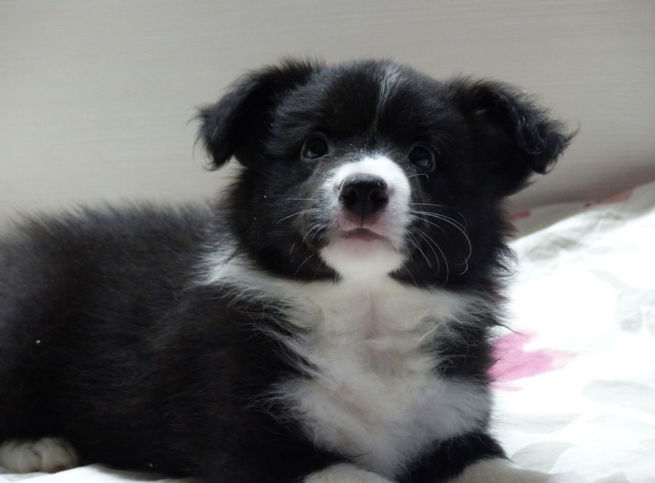 Border Collie ZKwP/FCI - suczka czarno-biała, gotowa do odbioru