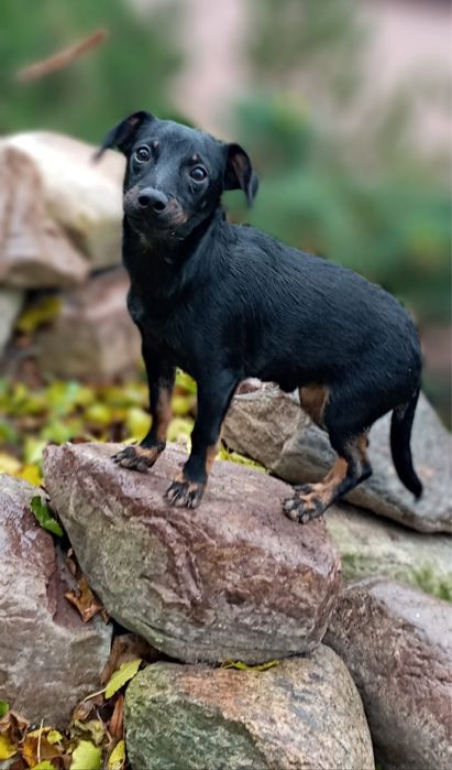 Malutkie pieski szukają domków