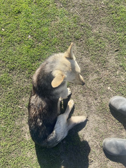 Собака (девочка)