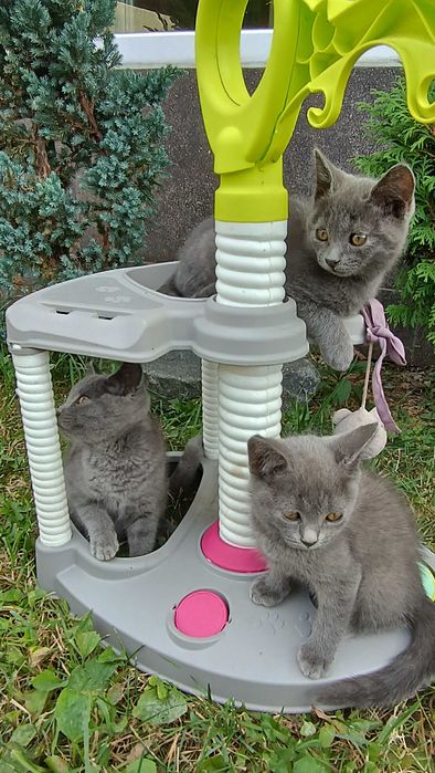 Шотландські кошенята