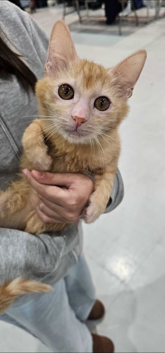 Gatinhos raça lykoi