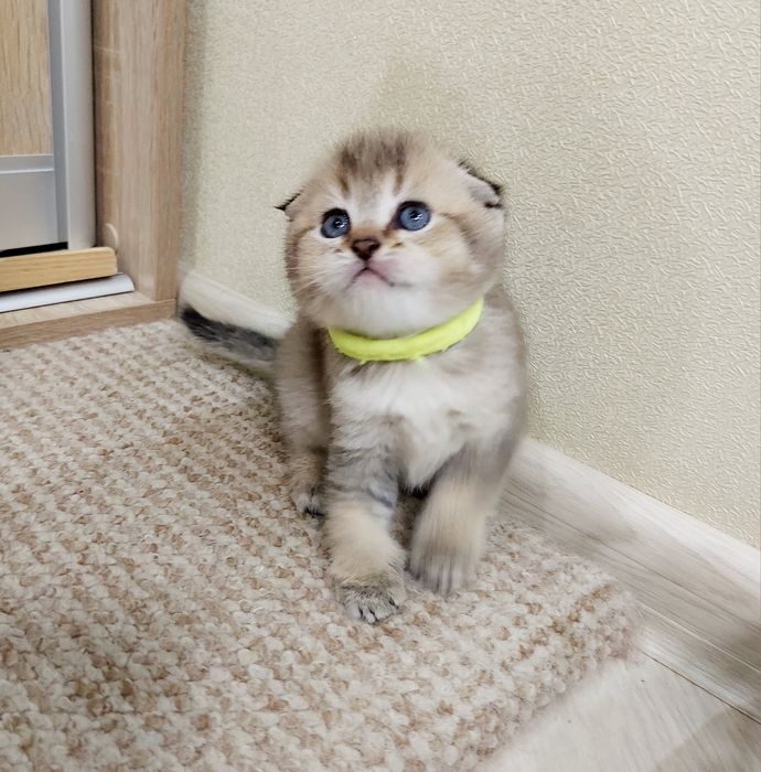 Золота Шиншила  дівчатка та хлопчики