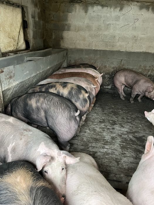 Продам свині живою вагою 160-165 кг ціна 70 грн без скидки