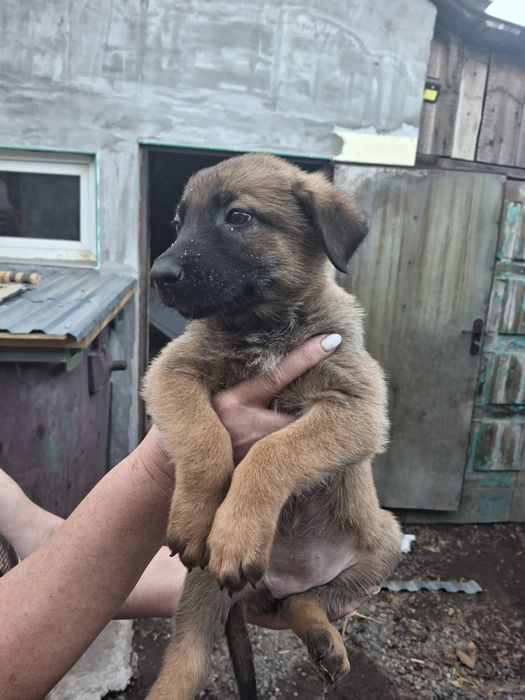 Продаються  цуценята бельгійської вівчарки