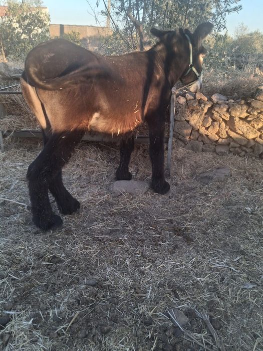 Parelha de Burro mirandes e burra