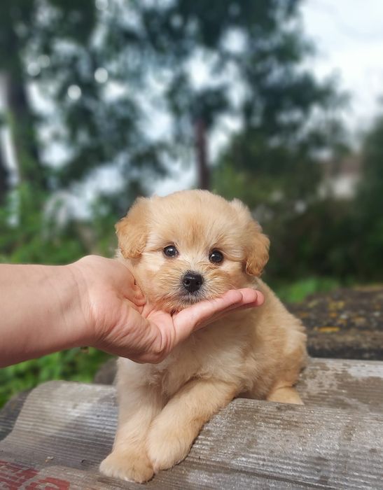 Мальтіпу, Мальтіпушки малюки