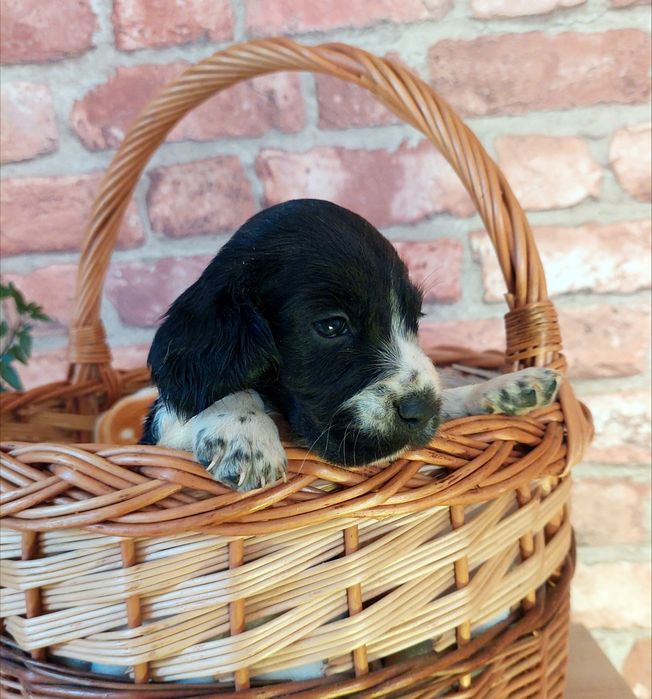 Piękny piesek *beagle x cocker spaniel angielski*