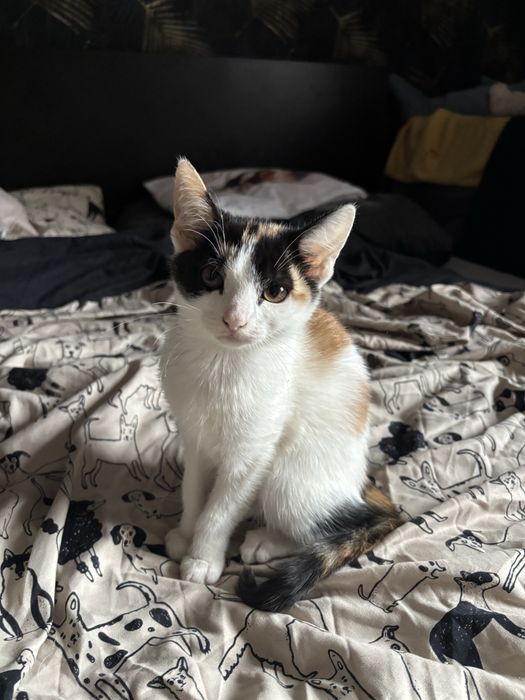 Zuma i Sima szukaja domu!