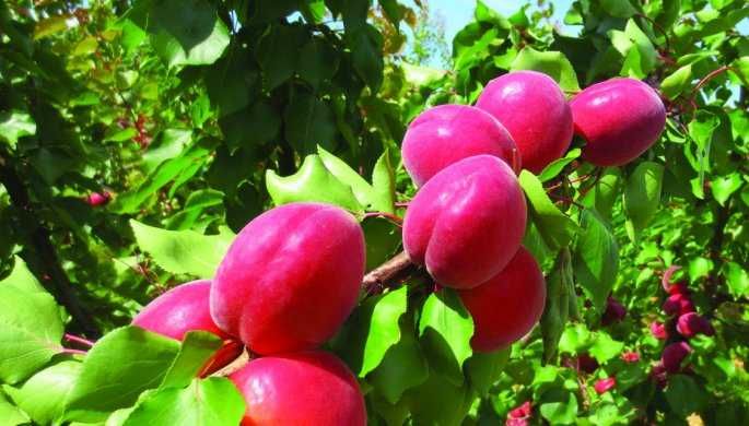 NOVIDADE  Árvore de ALPERCE VERMELHO