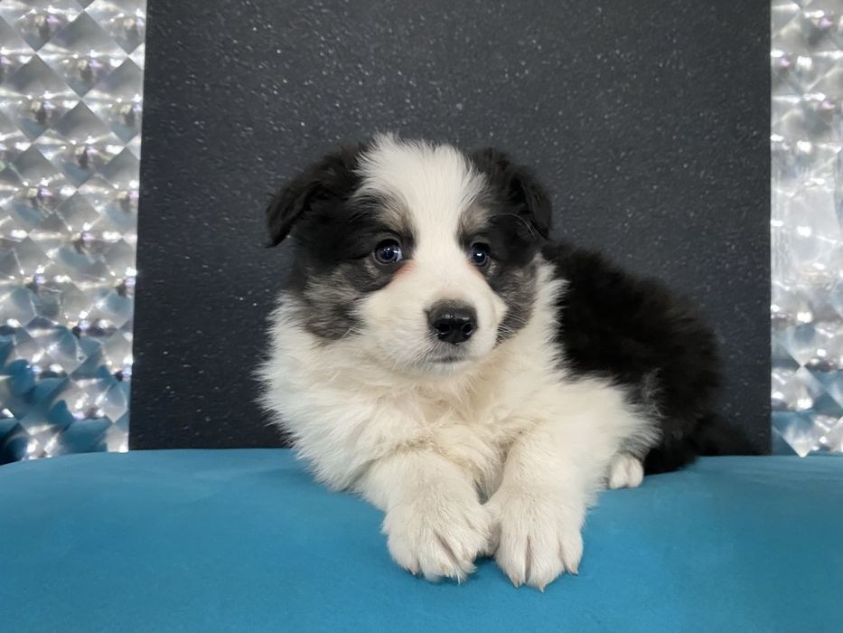 Border collie szeniak