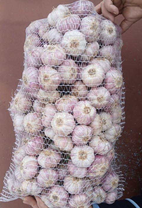 Sprzdam Czosnek Harnaś Fazorowany Kaliber 5,5