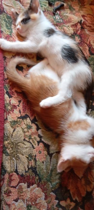 Котики безплатно