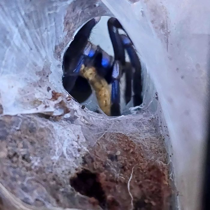 Ptasznik Chilobrachys sp. electric blue (natanicharum) samica 5 DC z terraraium