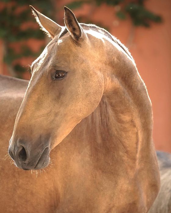 Cavalos Lusitanos
