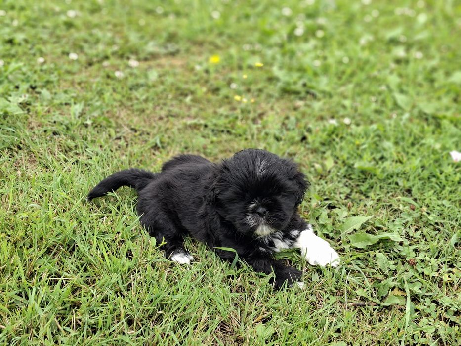 Shih-tzu piesek wyjatkowy