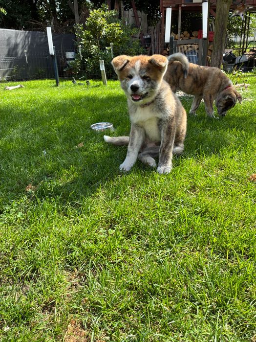 Szczenię Akita Inu