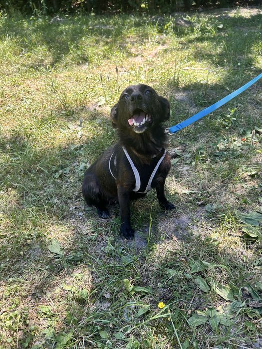 Kruszynka szuka domu 6 kg