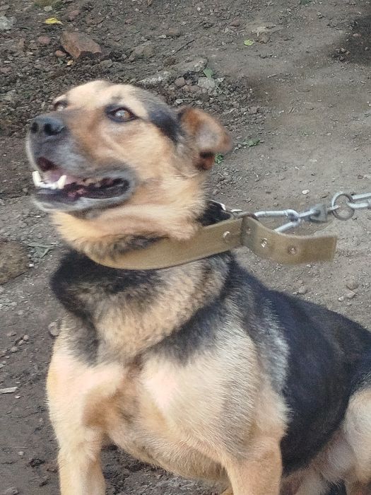 Собака ищет новый дом