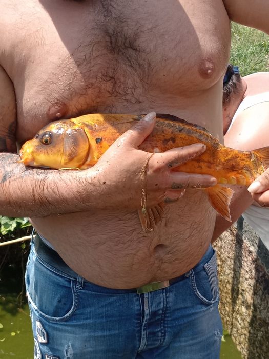 Peixes para venda