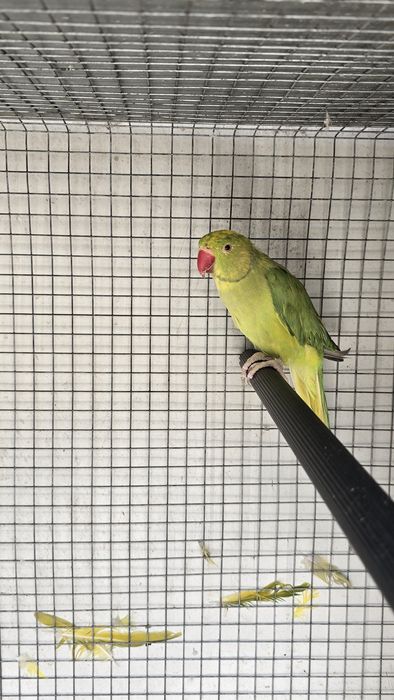 Casal ring neck malhados