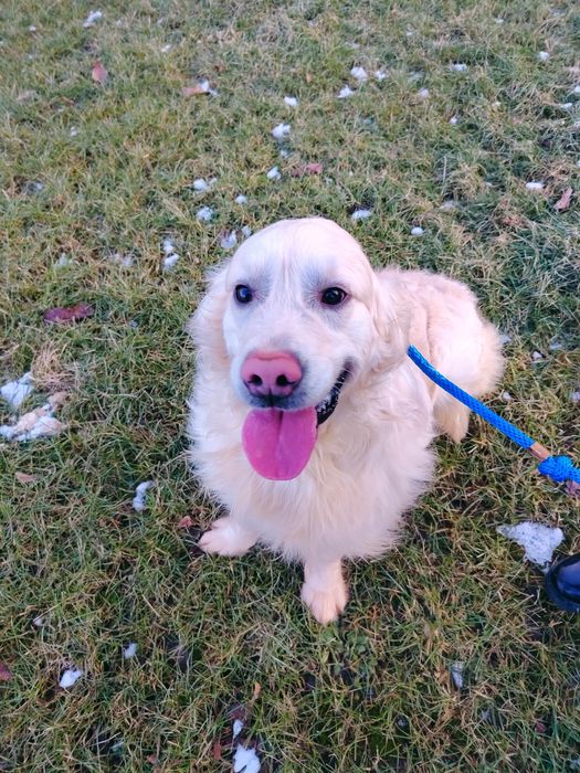 Młody golden retriever 12 miesiecy