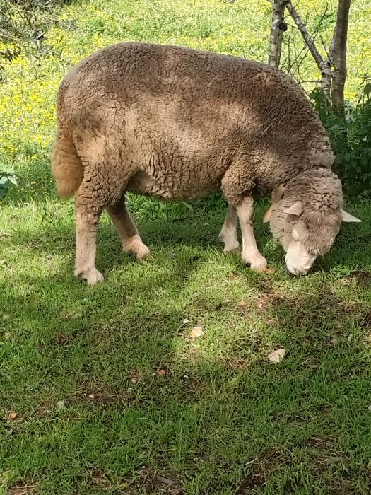 Casal de ovelhas + 2 crias