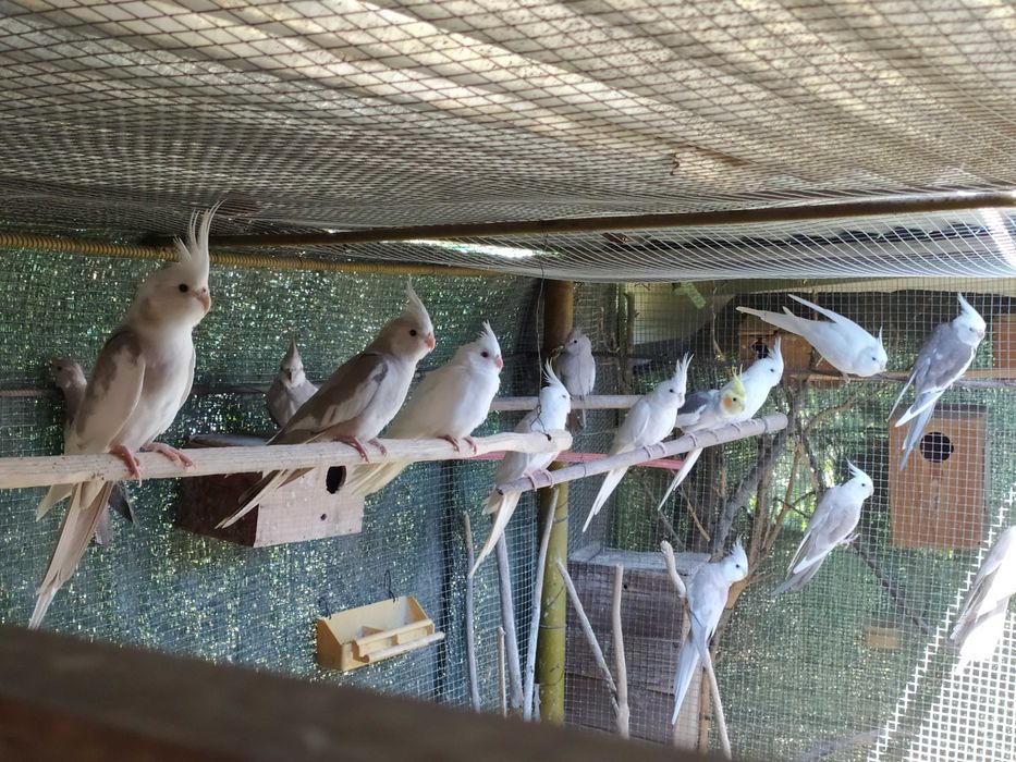 Lote de caturras (várias cores)