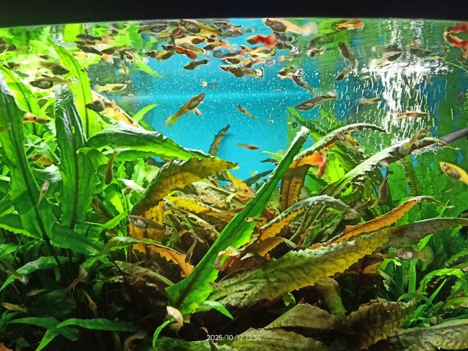 Ryby akwariowe - gupiki