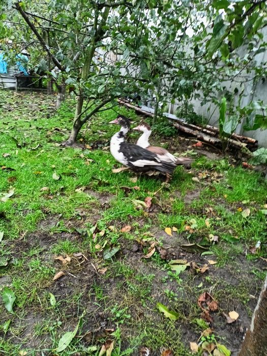 Sprzedam kaczory francuskie