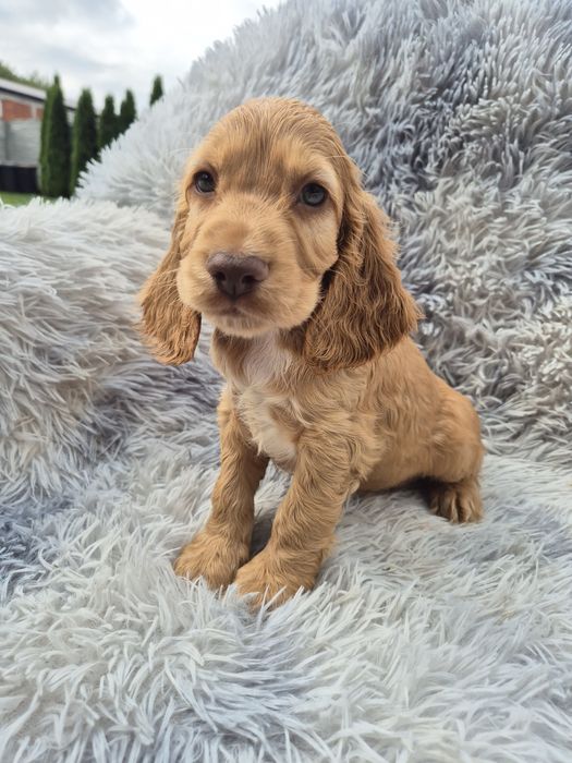 Cocker spaniel piesek 3