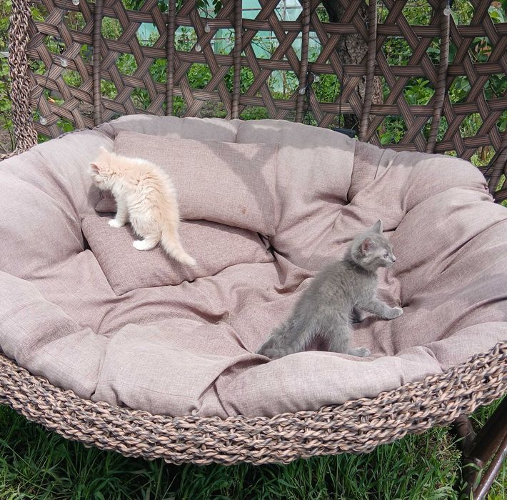 Котята. Отдам котёнка в хорошие руки.