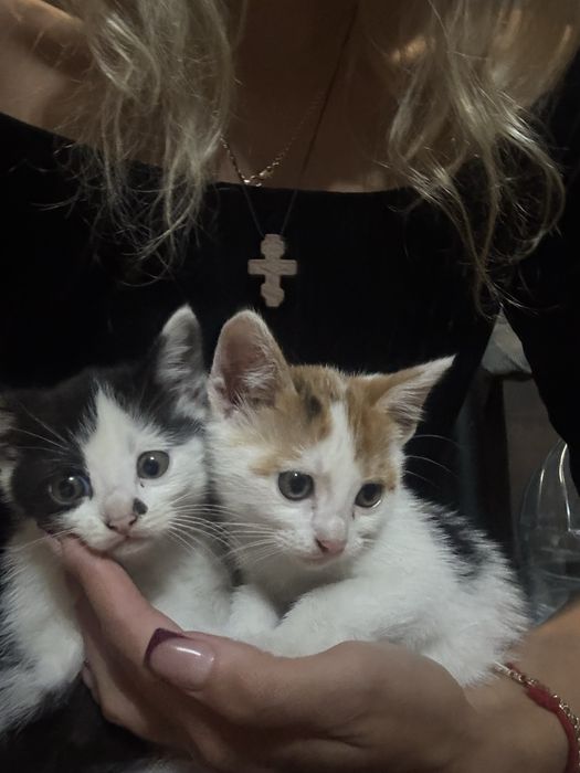 Маленькі котенята лише у добрі руки