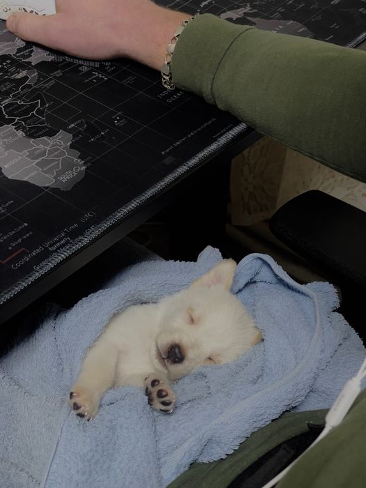 3 дівчинки шукають родину