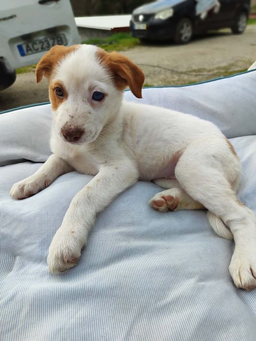 Yolanda - 2.5 meses, porte médio