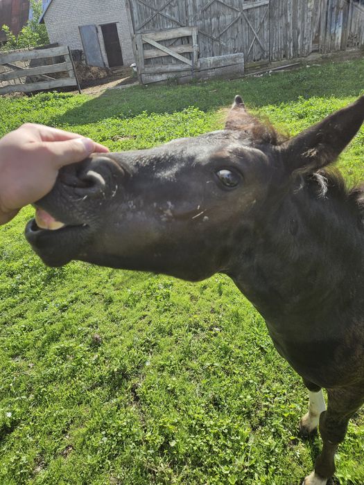 Koń, kuc, kucyk, hucuł