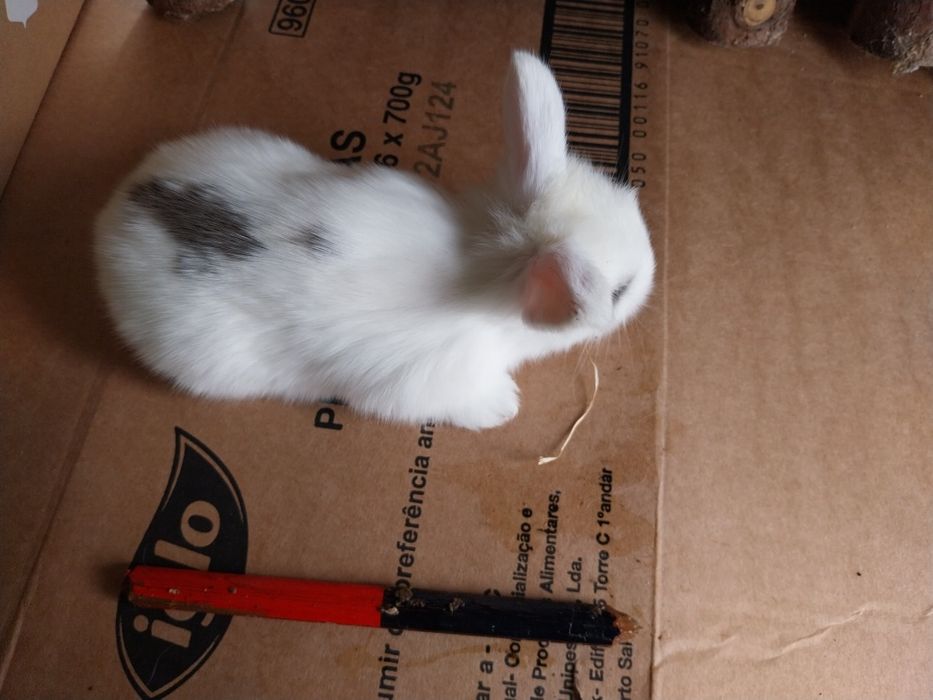 Coelhos anões minilop ourulhudos