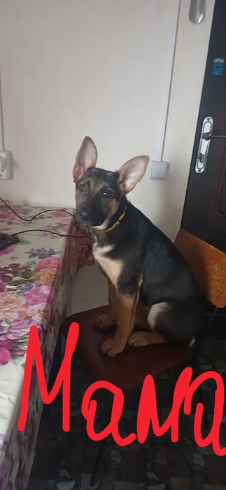 Щенята нiмецької вiвчарки