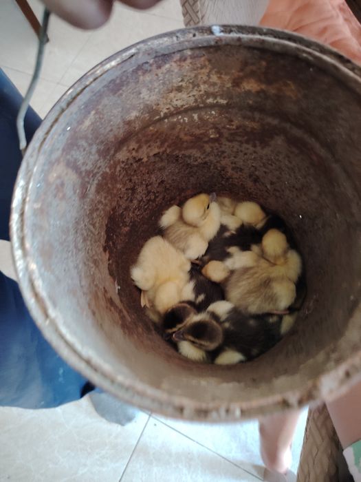 Patos mudos muito bonitos