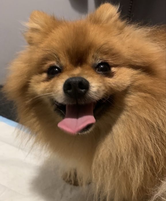 Szpic miniaturowy szczenię