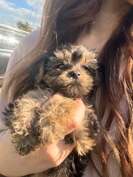 Прекрасні Йоркіпу шукають люблячу сім'ю