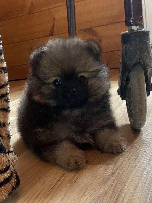 Соболь хлопчик 2 місяці