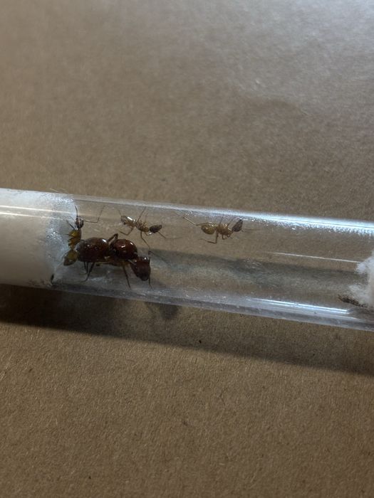 Camponotus castaneus q+3w