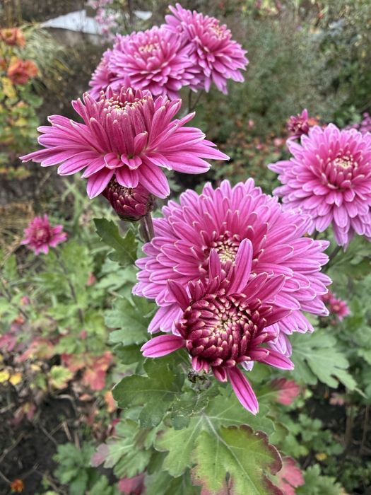 Хризантема на фото пізня з високорослих сортів