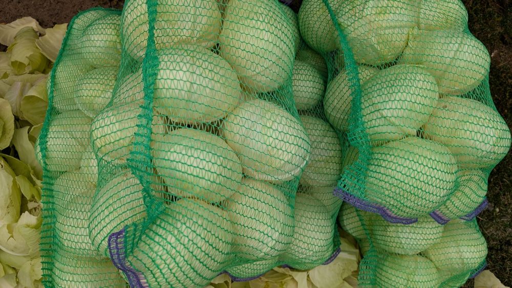 Капуста агрессор