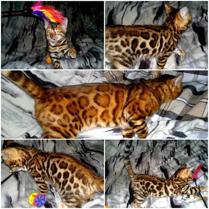 Яскрава  бенгальська красунечка. Документи WCF