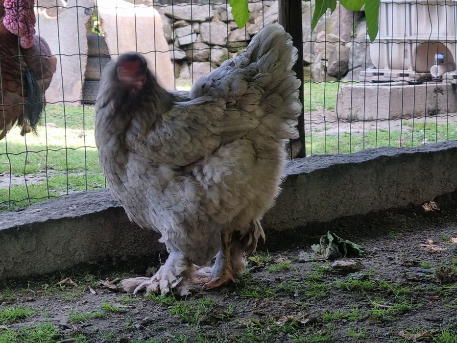 Galinha Brahma azul
